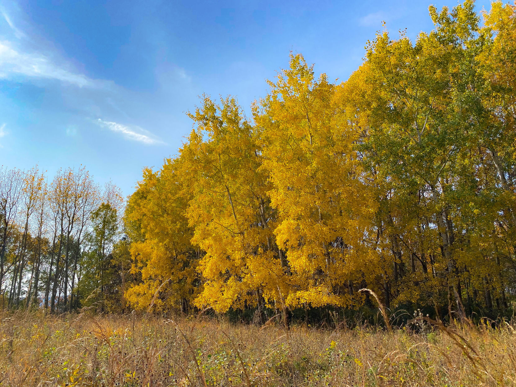 Butterfly trails, La Crosse bluffs